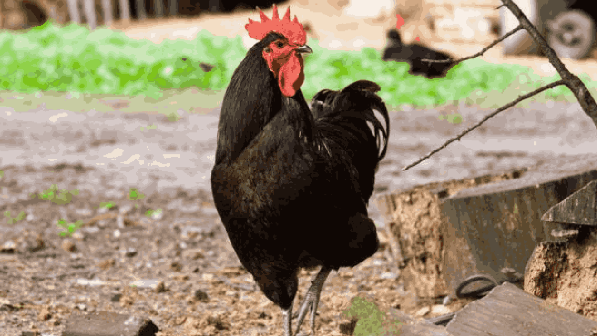 Chickens are being fed viagra in Andhra Pradesh