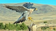 Peregrine Falcon