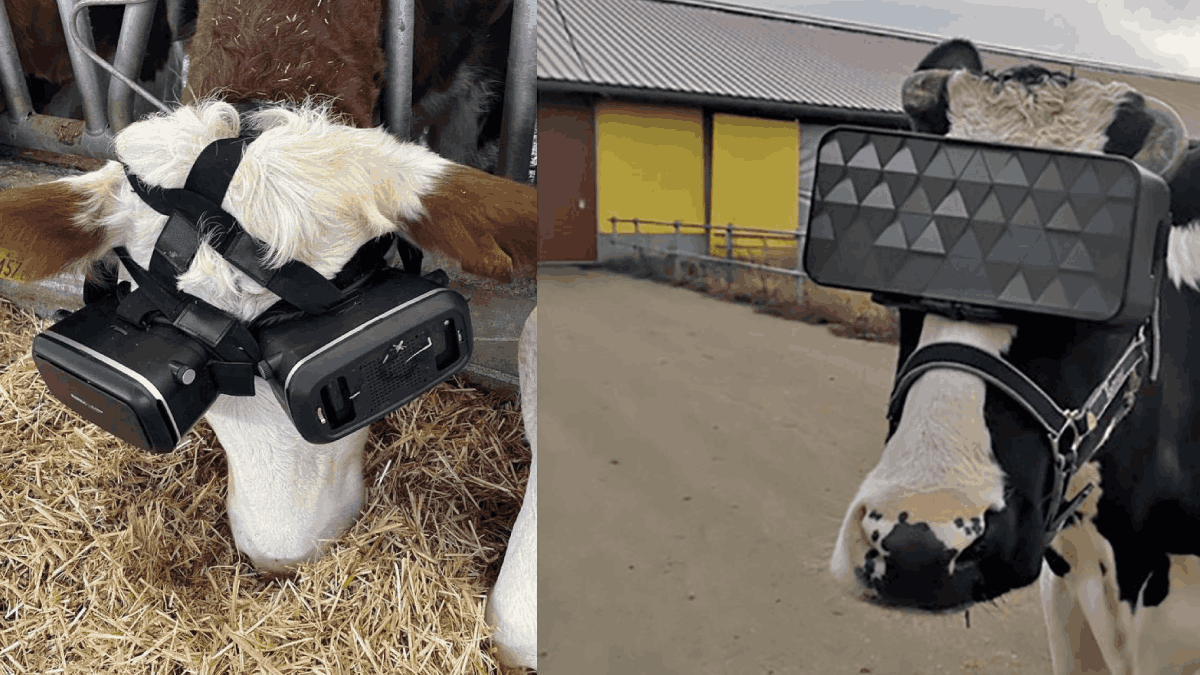 VR glasses Can Lead To 40% Increase In Milk Yield