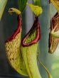 7 Plants That Eat Insects