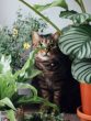 9 Pet Friendly Plants You Can Add In Your Garden