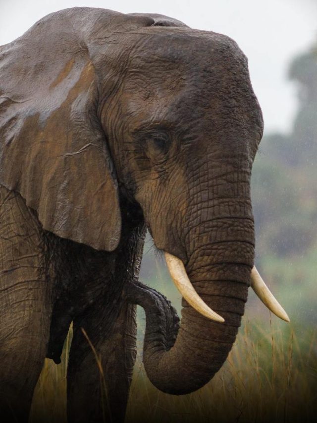 7 Animals That Lack Loyalty News24