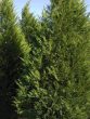 Leyland Cypress