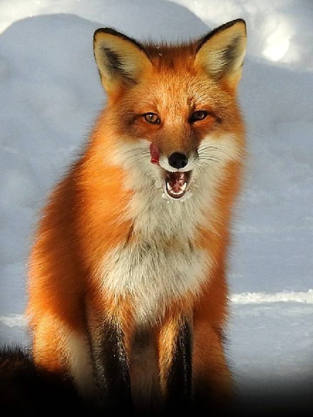 7 Animals Known to Transmit Rabies News24