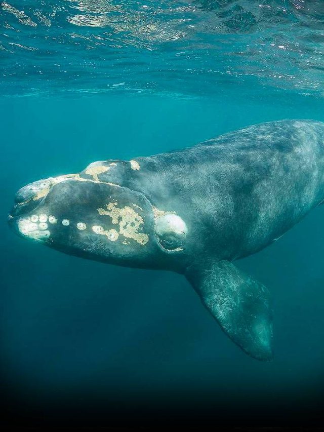 Meet the 7 Heaviest Whales That Rule the Oceans - News24