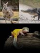 7 Animals Sporting Multiple Sets Of Teeth