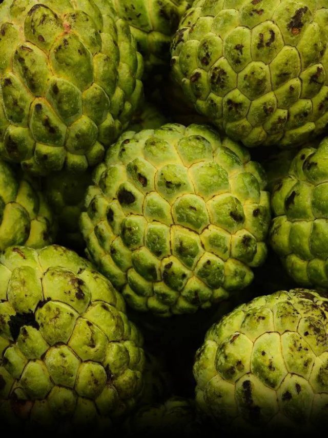 Benefits of Eating Custard Apple News24