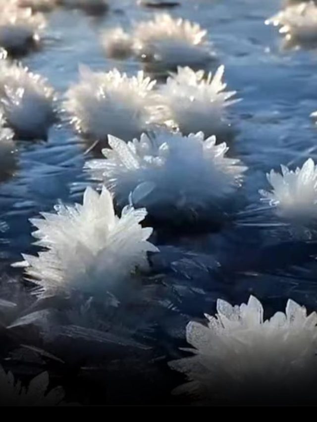 Frost Flowers The Mesmerizing Allure Of Nature's Ice Lotuses Unveiled