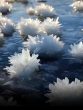 frost flowers