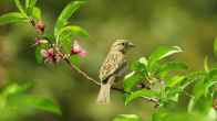 Russian Bird In Manipur