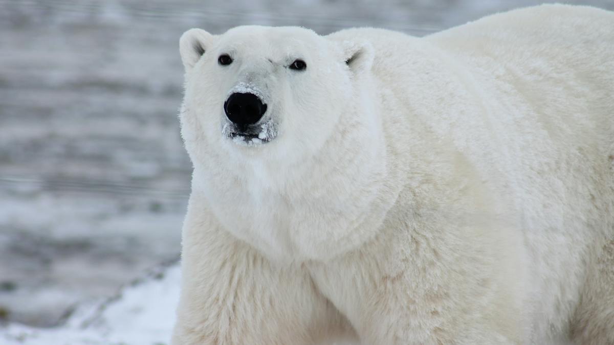 Polar Bear dies of Bird Flu