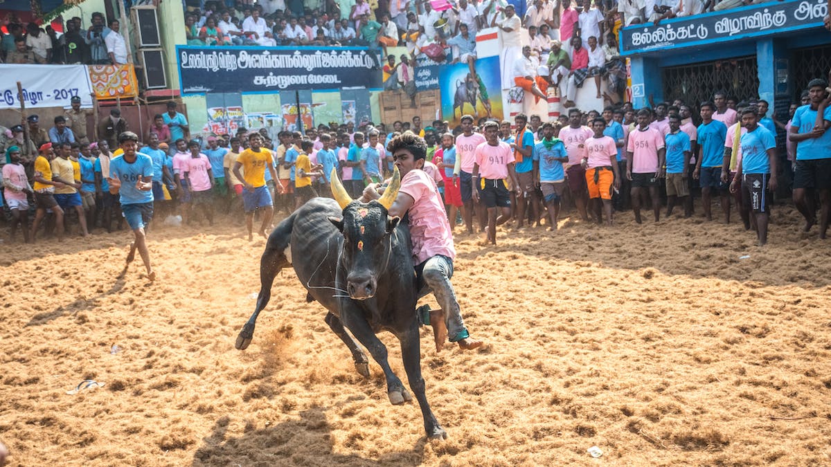 All You Need To Know About Jallikattu 2024