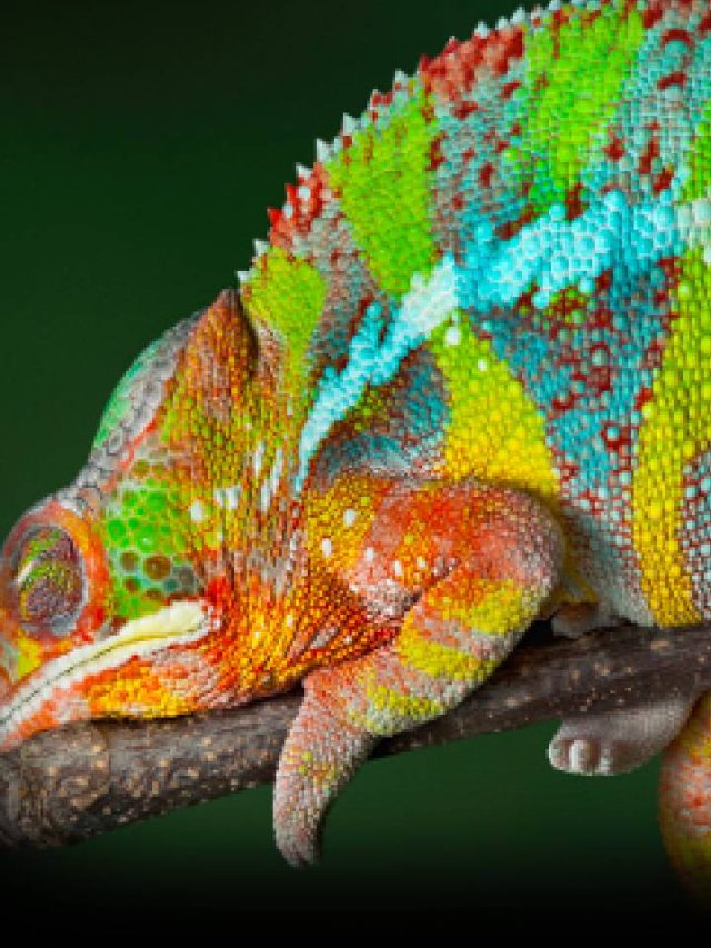 7 Animals With Amazing Skin - News24