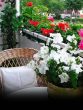 7 Beautiful Flowers To Keep In Balcony