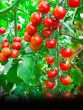 Cherry Tomatoes