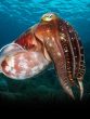 Cuttlefish