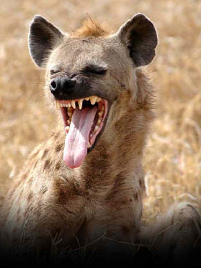 7 Animals That Hunt Mighty Hyenas - News24