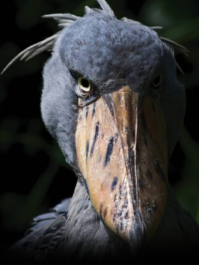 scariest bird in the world