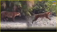 Tiger's Impressive River Leap In Sundarbans Captivates Audiences