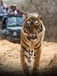 Best Places To Enjoy A Jungle Safari In India