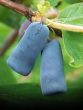 Beautiful Blue Wonders Of The Fruit World