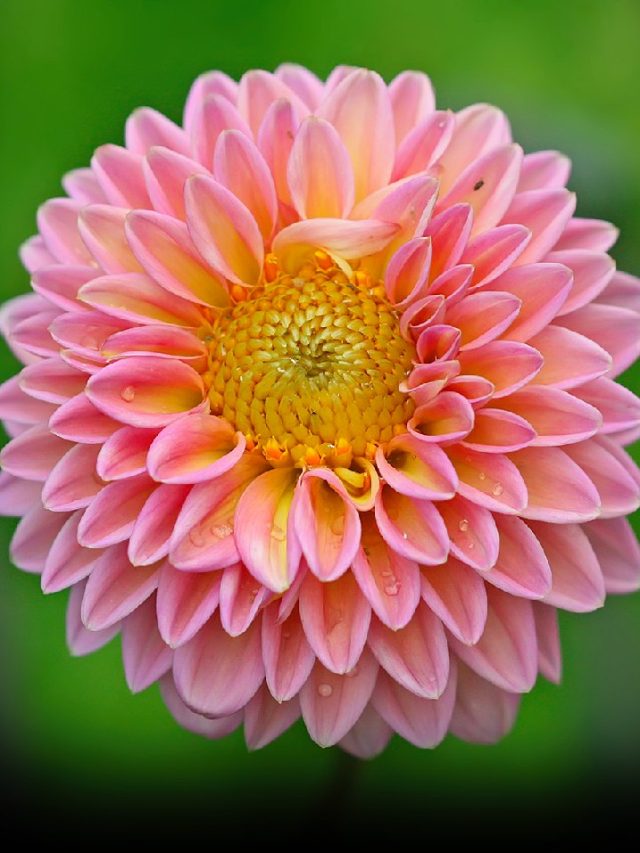 6 EasytoGrow Summer Plants for Your Garden! News24