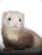 Ferret