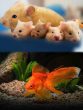 Hamster and Fish