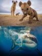 Hyena and great white shark