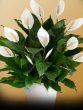 Peace Lily