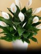 Peace Lily