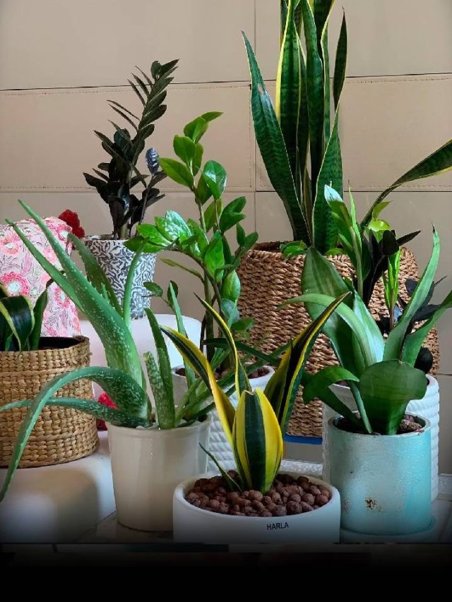 5 Plants That Will Keep Your Home Cool