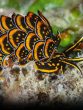 Sea Slugs