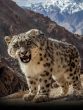 Snow Leopard