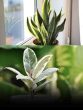 7 Indoor Plants For a Cool And Refreshing Summer