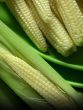 Baby Corn