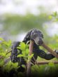 Crocodile Monitor