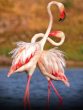 Nalsarovar Bird Sanctuary, Gujarat