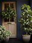 Plants For Your Home Entrance