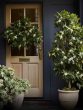 Plants For Your Home Entrance