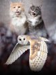 Cats and Barn Owl