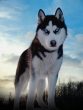 Siberian Husky