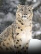 Snow Leopard