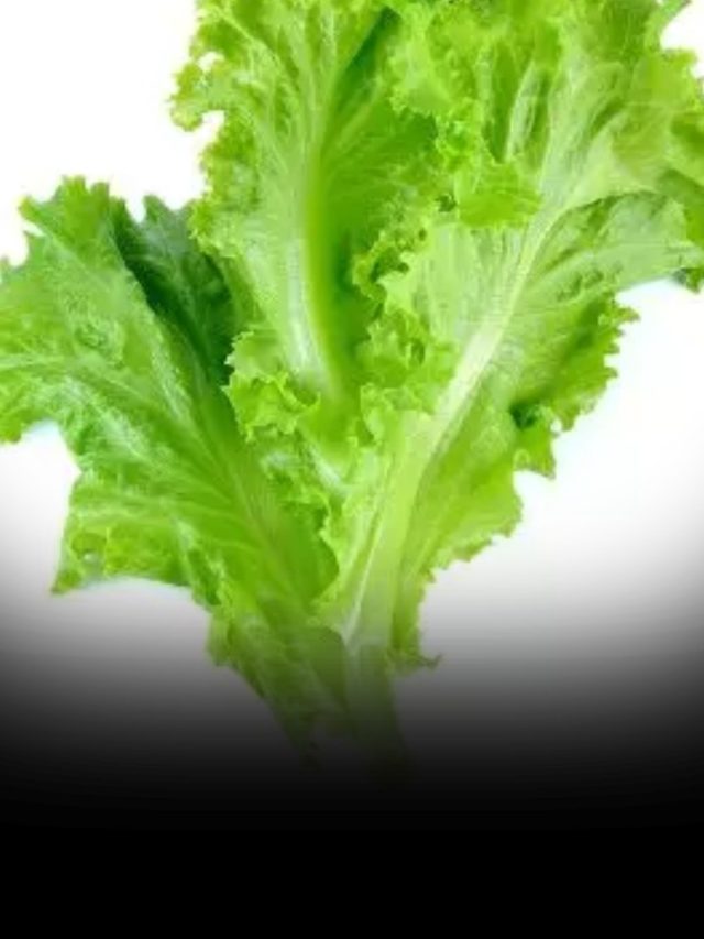 Types Of Lettuce And Their Benefits