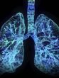 lungs