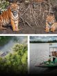 sundarban