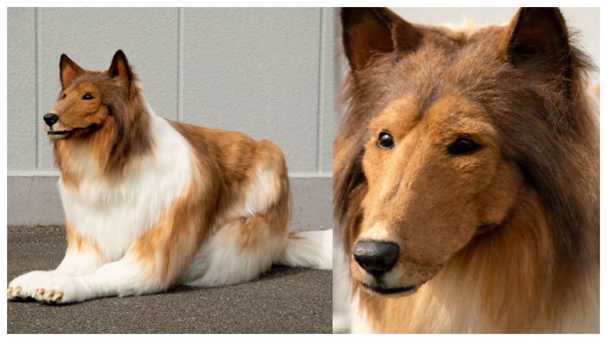 Japanese Man Who Transformed Into A Dog Now Wants To Become A 'Panda' Or 'Fox'