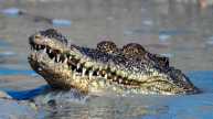 Karnataka Child Killed In Crocodile Waters By Mother