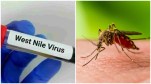 Kerala Issues Advisory On Mosquito-Control As West Nile Fever Strikes 3 Districts