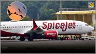 SpiceJet bird stike